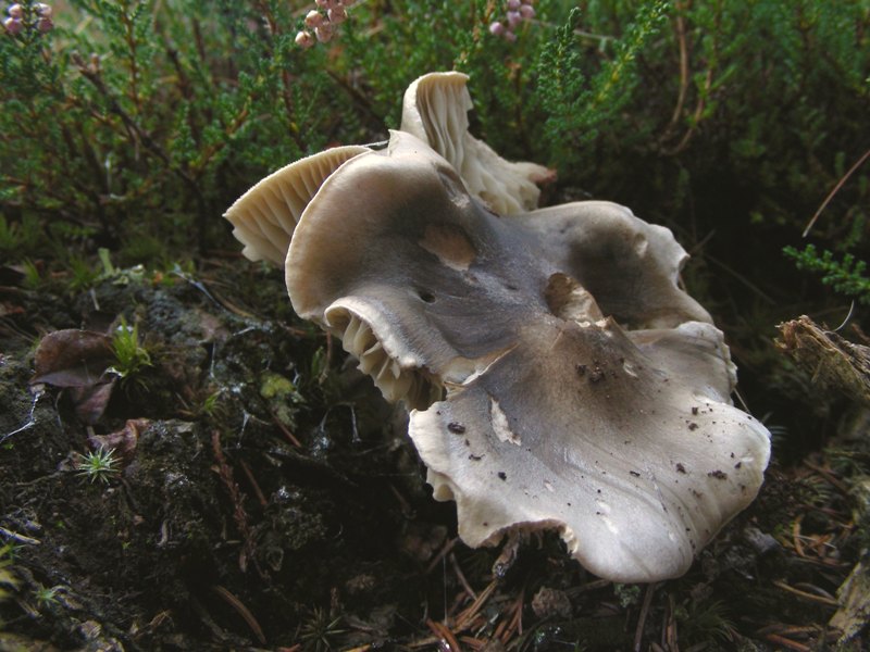 Proposta di studio di Tricholoma saponaceum